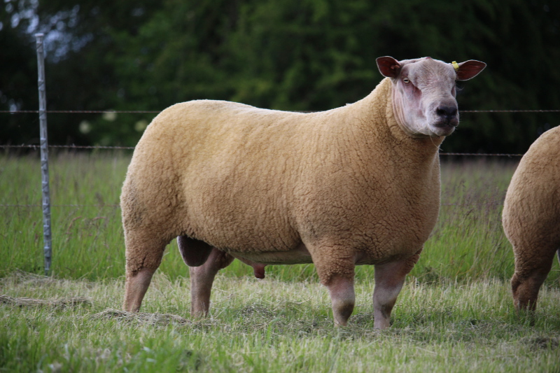 Edstaston Overlander Lot 34